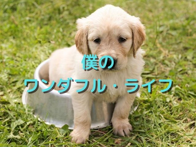 動物好きにおすすめ イーサンの犬とは 映画 僕のワンダフル ライフ 映画好きの経理スペシャリストのブログ